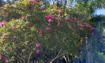 Imagem 3: Sítio lindo em Cipó 750mil!!!