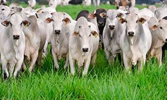 Imagem: 10 dormitórios na Estrada Ademar Ferreira