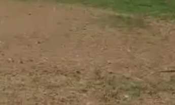 Imagem 5: FAZENDA RURAL em MARACAÇUMÉ - MA, CENTRO NOVO