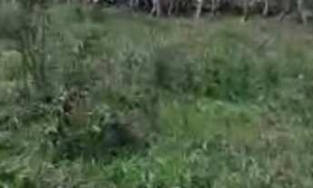 Imagem: FAZENDA RURAL em MARACAÇUMÉ - MA, CENTRO