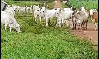 Imagem 3: FAZENDA RESIDENCIAL em PIMENTEIRAS - PI, PIMENTEIRAS