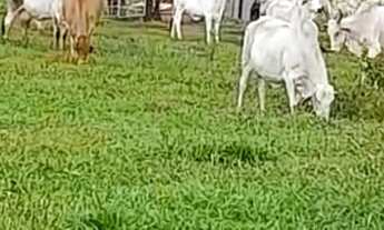 Imagem 4: FAZENDA RESIDENCIAL em PIMENTEIRAS - PI, PIMENTEIRAS