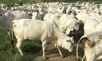 Imagem: FAZENDA RURAL em SANTA INÊS - MA, SANTA