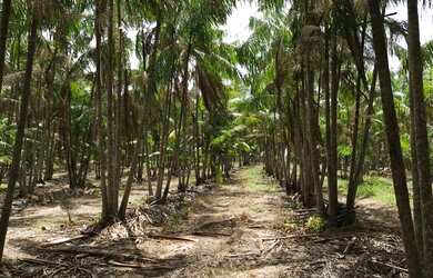Imagem 3: FAZENDA RESIDENCIAL em ARARI - MA, ARARI