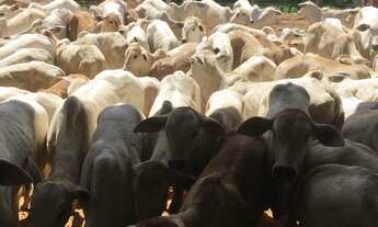 Imagem 4: FAZENDA RURAL em SANTA INÊS - MA, SANTA INÊS