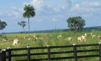 Imagem: FAZENDA RURAL em GRAJAÚ - MA, GRAJAU