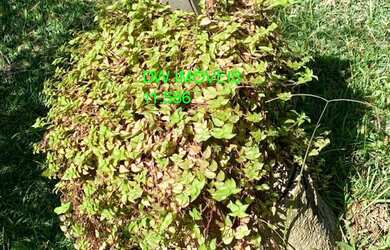 Imagem 7: SITIO RURAL em JUQUITIBA - SP, CENTRO