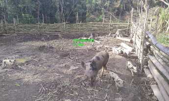 Imagem 2: SITIO 20.000 MTS C/NASCENTE/POCILGA /APENAS R$ 130.000,00 ACEITA AUTO