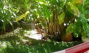 Imagem 3: CASA NASCENTE FANTÁSTICA COM 4/4 SENDO 2 SUÍTES PRONTA PRA MORAR COM 3 SALAS, COPA E COZIN