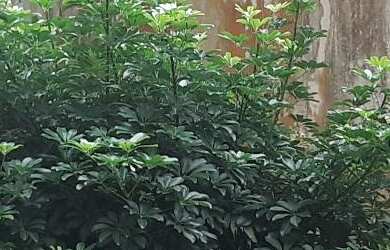 Imagem 3: Apartamento RESIDENCIAL em UBATUBA - SP, PRAIA GRANDE