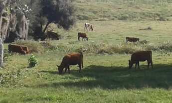 Imagem 4: FAZENDA RURAL em Arroio do Sal - RS, Estrada do Mar