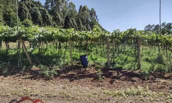 Imagem 6: CHACARA RURAL em PICADA CAFÉ - RS, Kafee eck