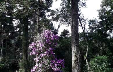 Imagem 3: CHACARA COMERCIAL em NOVA PETRÓPOLIS - RS, Linha Imperial
