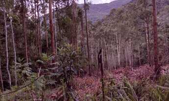 Imagem 2: AREA RURAL em NOVA PETRÓPOLIS - RS, Arroio Paixão