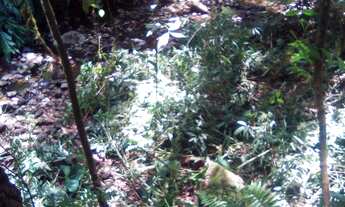 Imagem 4: AREA RURAL em NOVA PETRÓPOLIS - RS, Arroio Paixão