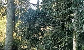 Imagem 7: TERRENO RESIDENCIAL em NOVA PETRÓPOLIS - RS, Bavária