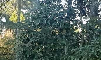 Imagem: TERRENO RESIDENCIAL em NOVA PETRÓPOLIS