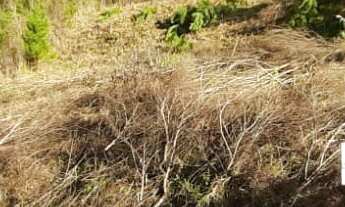 Imagem 2: TERRENO RESIDENCIAL em NOVA PETRÓPOLIS - RS, Bavária