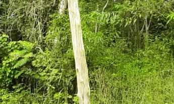 Imagem 6: AREA RURAL em NOVA PETRÓPOLIS - RS, Linha Brasil