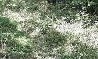 Imagem 4: AREA RURAL em NOVA PETRÓPOLIS - RS, Linha Brasil