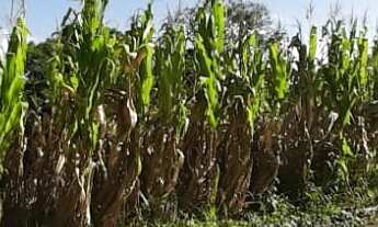 Imagem 7: TERRENO RESIDENCIAL em NOVA PETRÓPOLIS - RS, Vale Verde