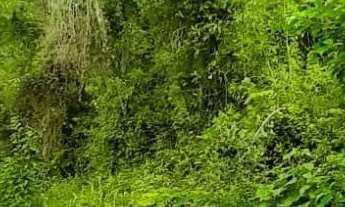 Imagem 7: AREA RURAL em NOVA PETRÓPOLIS - RS, Linha Brasil