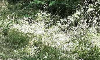 Imagem 3: AREA RURAL em NOVA PETRÓPOLIS - RS, Linha Brasil