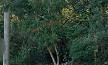 Imagem: TERRENO RESIDENCIAL em NOVA PETRÓPOLIS