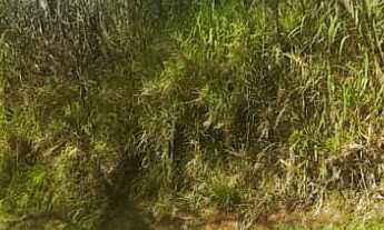 Imagem: AREA RURAL em Picada Café - RS, Picada