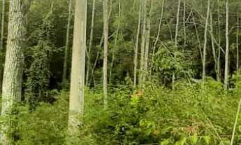 Imagem 7: AREA COMERCIAL em NOVA PETRÓPOLIS - RS, Linha Imperial