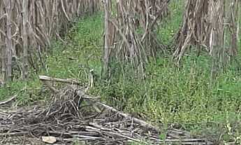 Imagem: TERRENO RESIDENCIAL em NOVA PETRÓPOLIS