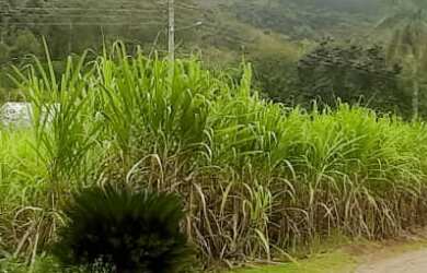 Imagem 3: AREA RURAL em NOVA PETRÓPOLIS - RS, Arroio Paixão