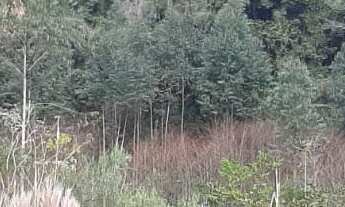 Imagem 6: AREA RURAL em NOVA PETRÓPOLIS - RS, Arroio Paixão