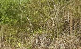 Imagem: AREA RURAL em NOVA PETRÓPOLIS - RS, Arroio