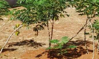 Imagem 2: Terreno a venda Jardim Nova Alvorada em Hortolândia