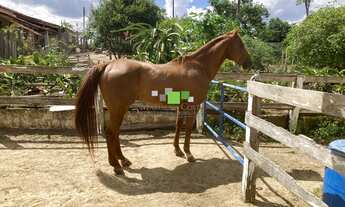 Imagem 7: FAZENDA COM HARAS FORMADO PARA VENDER EM TATUÍ