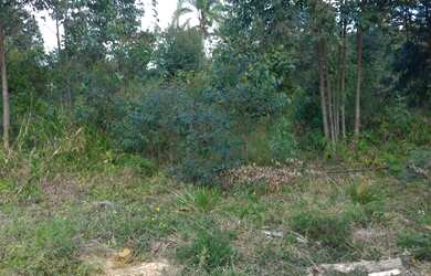 Imagem 3: Sítio rural para Venda em Mogi das Cruzes/SP