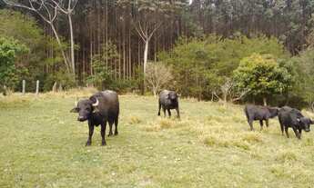 Imagem 6: Sítio para Venda em Biritiba-mirim/SP