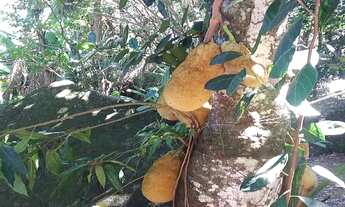 Imagem 5: TERRENO RESIDENCIAL em Ilhabela - SP, Cambarau