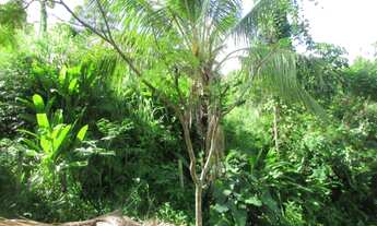 Imagem 2: Terreno Siriuba II