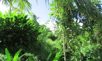 Imagem 4: Terreno Siriuba II