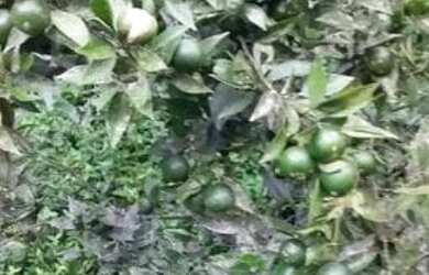 Imagem 6: Chácara em Mairiporã