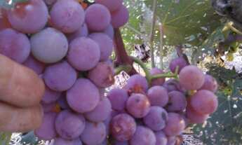 Imagem: Venda de Chácara em Bragança Paulista