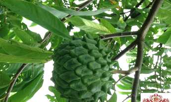 Imagem: Venda Chácara em Bragança Paulista com