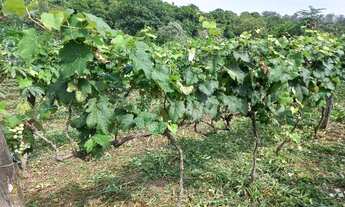 Imagem 6: SITIO RURAL em INDAIATUBA - SP, MATO DENTRO