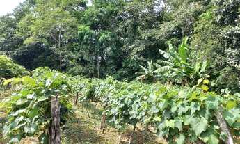 Imagem 4: SITIO RURAL em INDAIATUBA - SP, MATO DENTRO