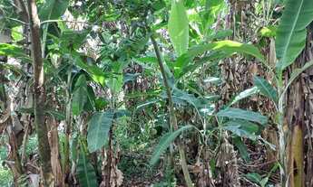 Imagem 2: SITIO RURAL em INDAIATUBA - SP, MATO DENTRO