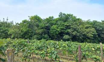 Imagem 7: SITIO RURAL em INDAIATUBA - SP, MATO DENTRO
