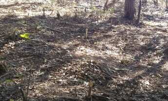 Imagem 2: Terreno residencial para Venda em Terra Preta, Mairiporã