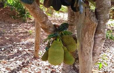 Imagem 3: CHACARA RURAL em jacutinga - SP, caneleira